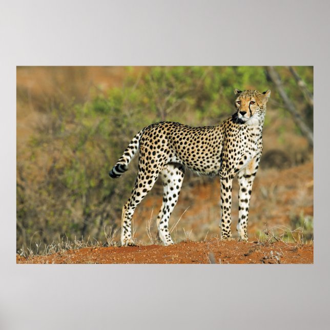 Poster - 36x24 Cheetah (Frente)