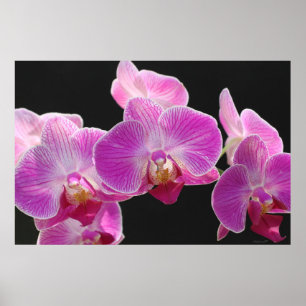 Poster -36x24 do conjunto do Phalaenopsis da