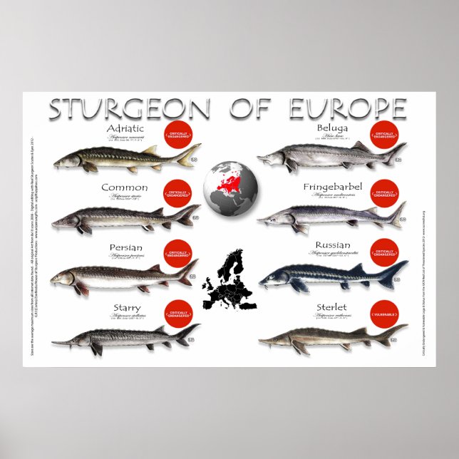 POSTER - 36x24 - ESTÚGIO DA EUROPA (Frente)