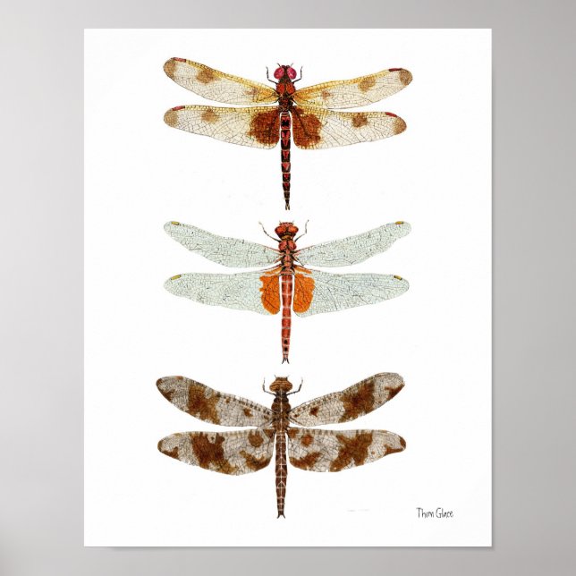 Póster 3 Dragonfly Espécies (Frente)