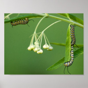 Póster 3 lagartas do monarca no milkweed