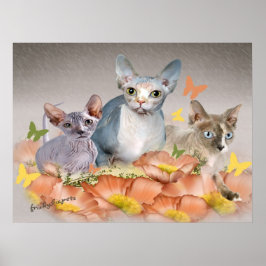 Póster 3 placas de gatinho esphynx