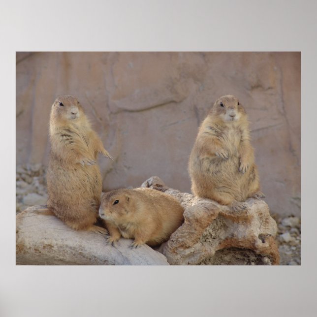 Poster 3 Rascals (Frente)