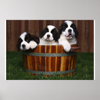 Póster 3 Santo Adorável Bernard Puppies num barril