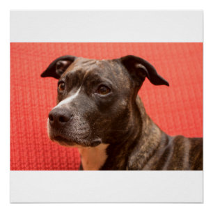 Póster 3 staffy