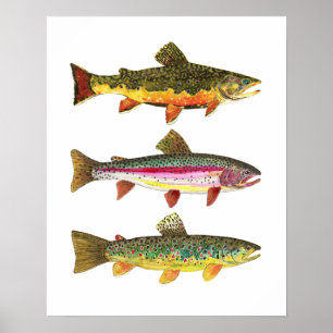 Póster 3 Trouts para Pescadores e Pescadores de Pesca