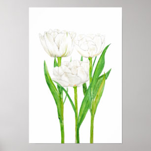 Poster 3 tulipas brancas pintura aquosa