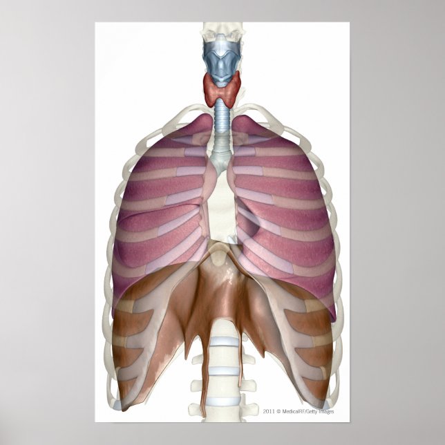Póster 3d renderização do sistema respiratório (Frente)