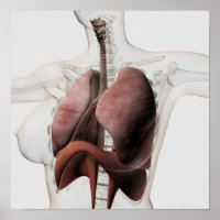 3D Vista Do Sistema Respiratório Feminino 3