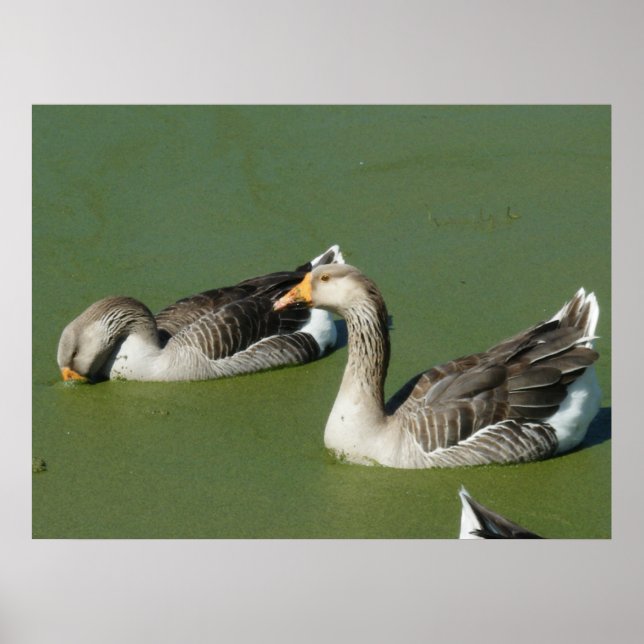 Póster 4 de março (51) Canvas (Frente)