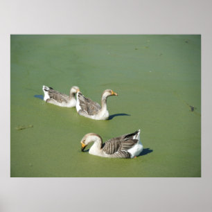 Póster 4 de março Canvas de Patos do Pântano