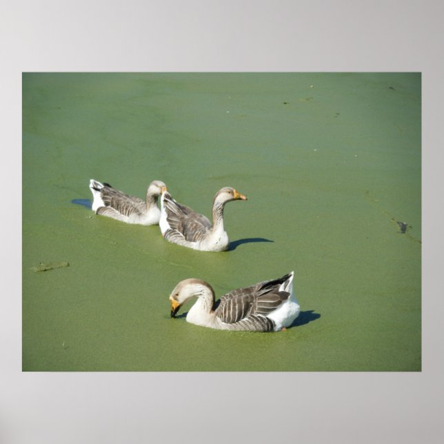 Póster 4 de março Canvas de Patos do Pântano (Frente)