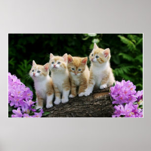 Poster 4 gatinhos amarelos