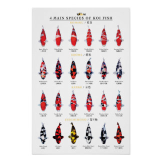 Póster 4 principais espécies de peixes koi