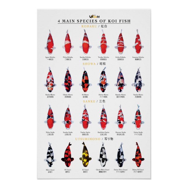 Póster 4 principais espécies de peixes koi (Frente)