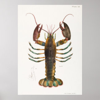 Poster 52 53 Lagosta americana (Homarus americanus)
