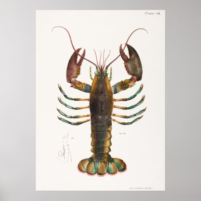 Poster 52 53 Lagosta americana (Homarus americanus) (Frente)