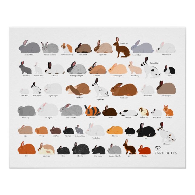 Póster 52 rabbit breeds chart (Frente)