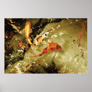 Póster 5 kois em uma lagoa - Koi gigante