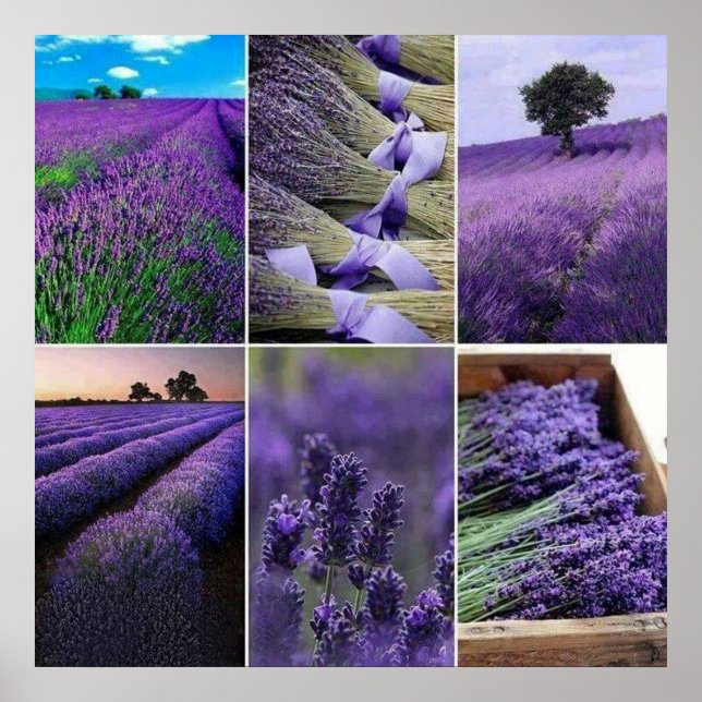 Poster 60.96x60.96cm, Lavanda afixar (mate) (Frente)
