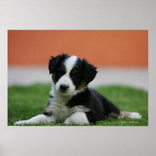 Póster 6 border collie semanas de idade