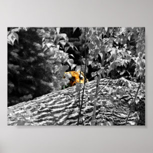 Poster 7x5 do peekaboo do tigre