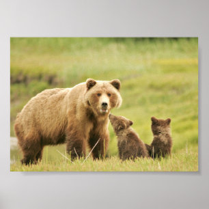 poster 7x5 (Matte) com urso & filhotes de urso