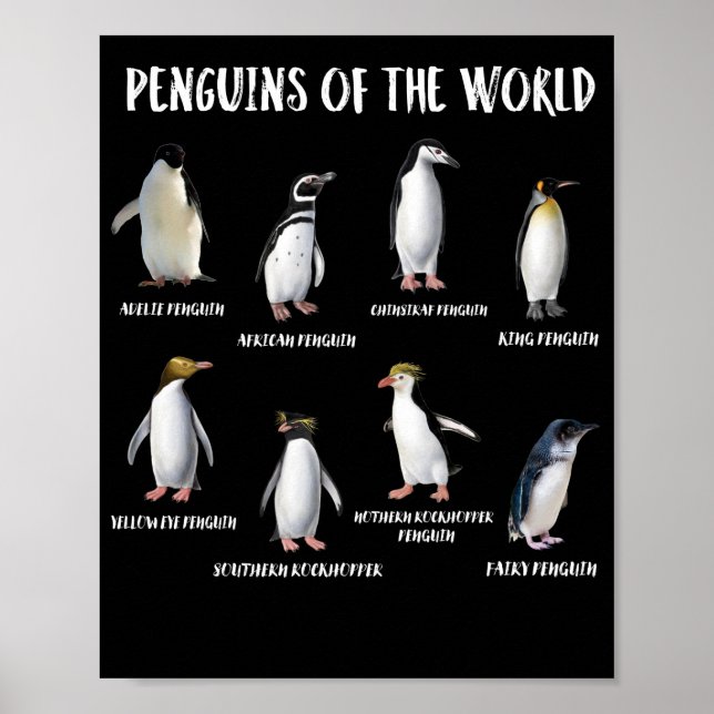 Poster 8 Pinguins Mais Raios dos Animais Engraçados do Mu (Frente)