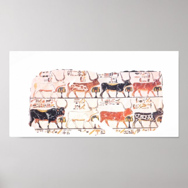 Póster 8 vacas (Frente)