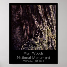 8x10 - Cor do Monumento Nacional de Muir Woods (Es