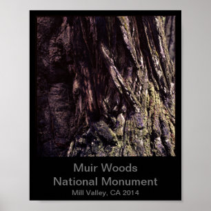 Poster 8x10 - Cor do Monumento Nacional de Muir Woods (Es