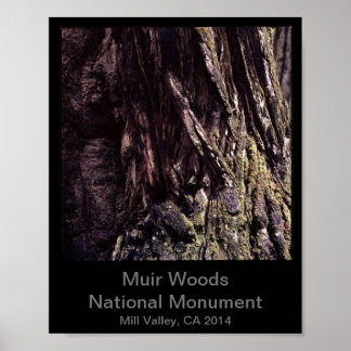 Poster 8x10 - Cor do Monumento Nacional de Muir Woods (Es