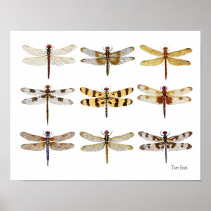 Poster 9 Dragonfly Espécies aquarelas