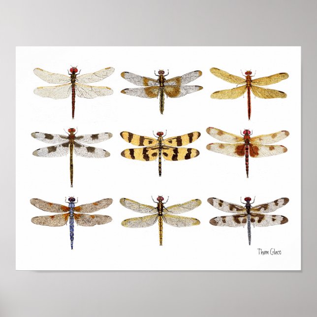 Poster 9 Dragonfly Espécies aquarelas (Frente)