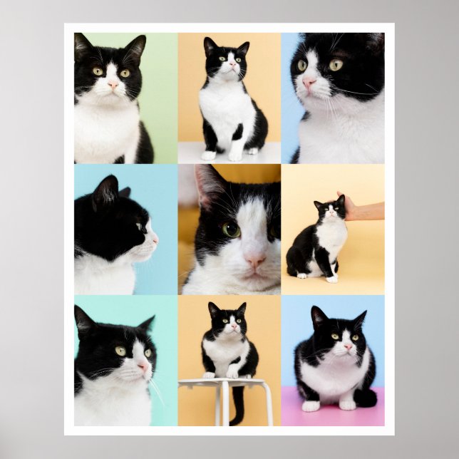 Poster 9 Foto Colagem Moderna Gato Cachorro (Frente)