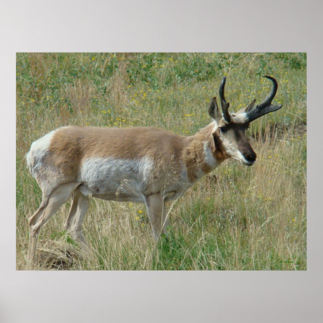 Póster A12 Pronghorn Antelope Buck (Frente)