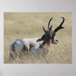 Póster A14 Antílope Berrendo Sunshine Buck