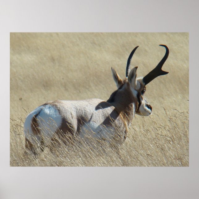 Póster A14 Antílope Berrendo Sunshine Buck (Frente)
