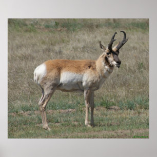 Póster A15 Pronghorn Antelope Rude Buck