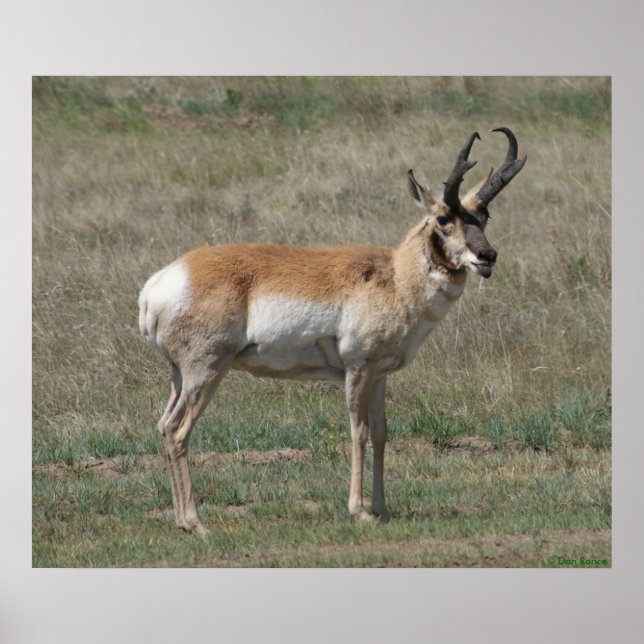 Póster A15 Pronghorn Antelope Rude Buck (Frente)