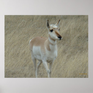 Póster A17 Jovem Pronghorn Antelope