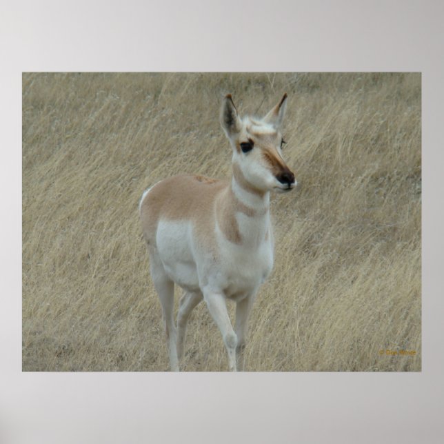 Póster A17 Young Pronghorn Antelope (Frente)