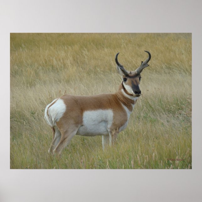 Poster A1 Pronghorn Antelope Big Buck (Frente)