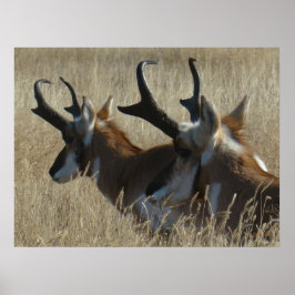 Póster A23 Pronghorn Antelope Young Bucks Head Shot