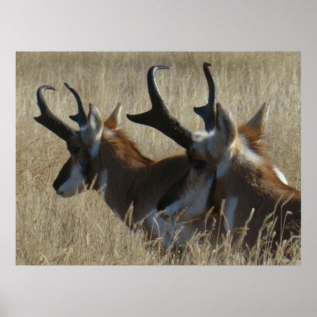 Póster A23 Pronghorn Antelope Young Bucks Head Shot (Frente)