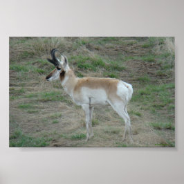 Póster A26 Pronghorn Antelope Buck