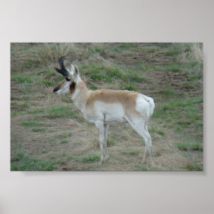Póster A26 Pronghorn Antelope Buck