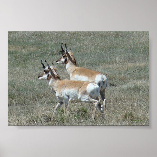 Póster A27 Pronghorn Antelope Young Bucks (Frente)