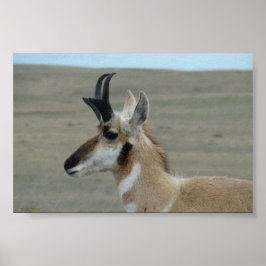 Poster A29 Perfil da Cabeça do Pronghorn Antelope Young B