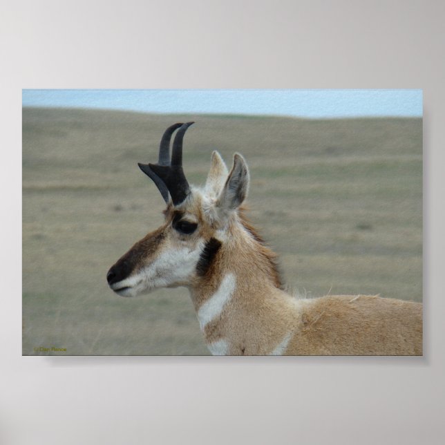 Poster A29 Perfil da Cabeça do Pronghorn Antelope Young B (Frente)
